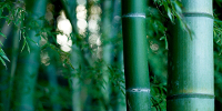 Bamboe wordt als make-up ingrediënt gebruikt